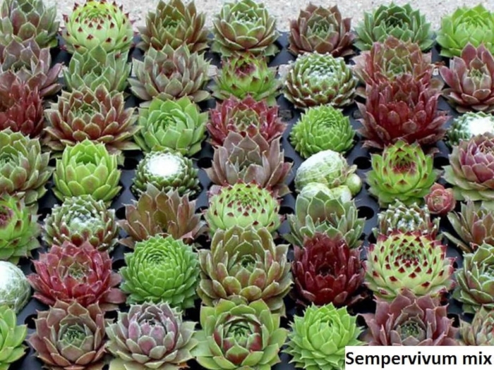 Молодило sempervivum cassiopea