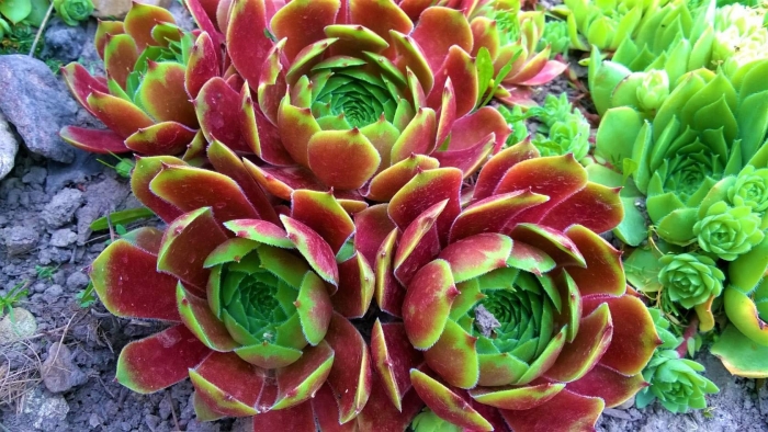 Молодило каменная роза