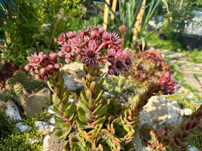 Sempervivum zeleborii