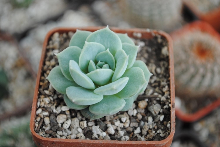 Эхеверия элеганс суккулент