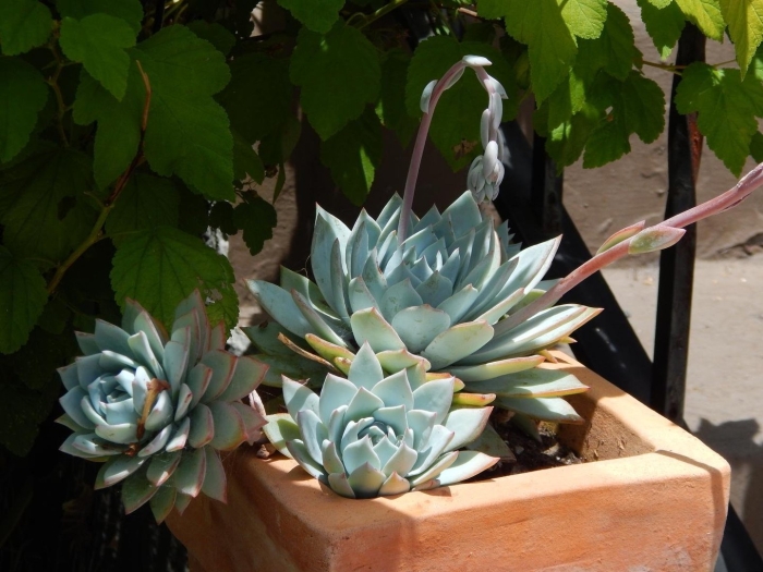 Эхеверия каменная роза молодило