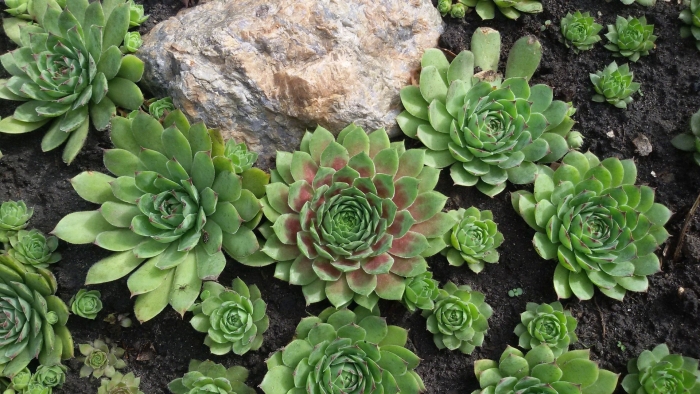 Суккуленты молодило каменная роза