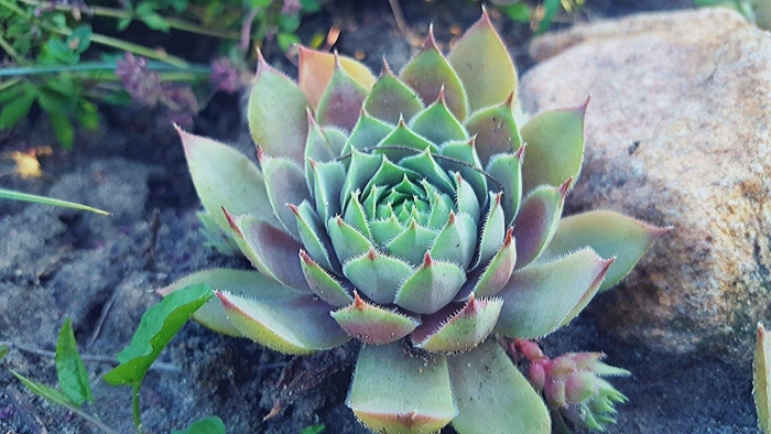 Каменный цветок суккулент