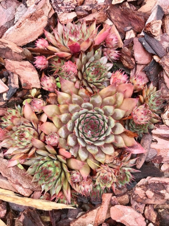 Молодило каменная роза