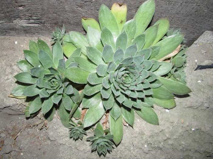 Цветок молодило