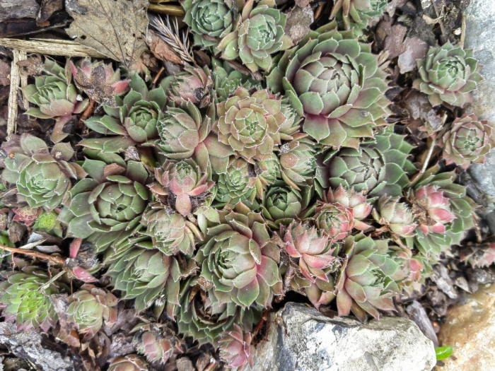 Каменная роза