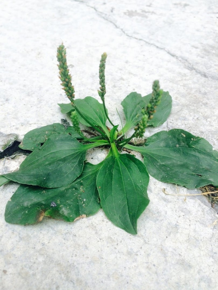 Подорожник ланцетолистный