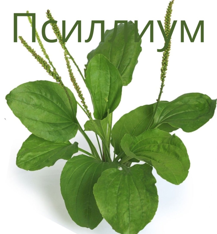 Подорожник лекарственный