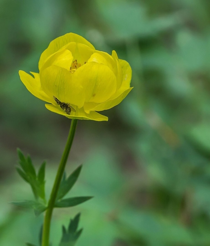 Пион лесной желтый