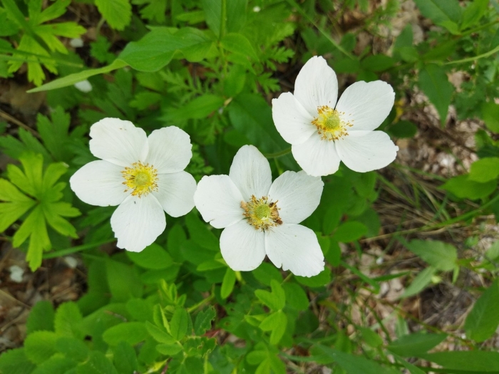 Растения южного урала