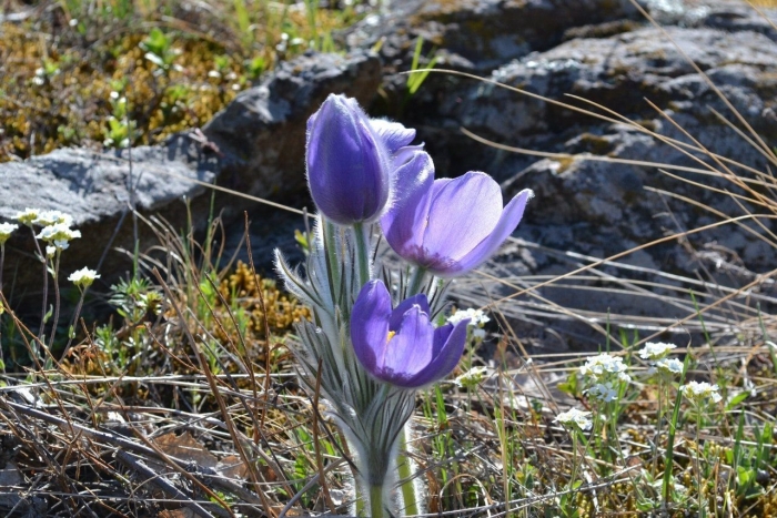 Первоцветы южного урала