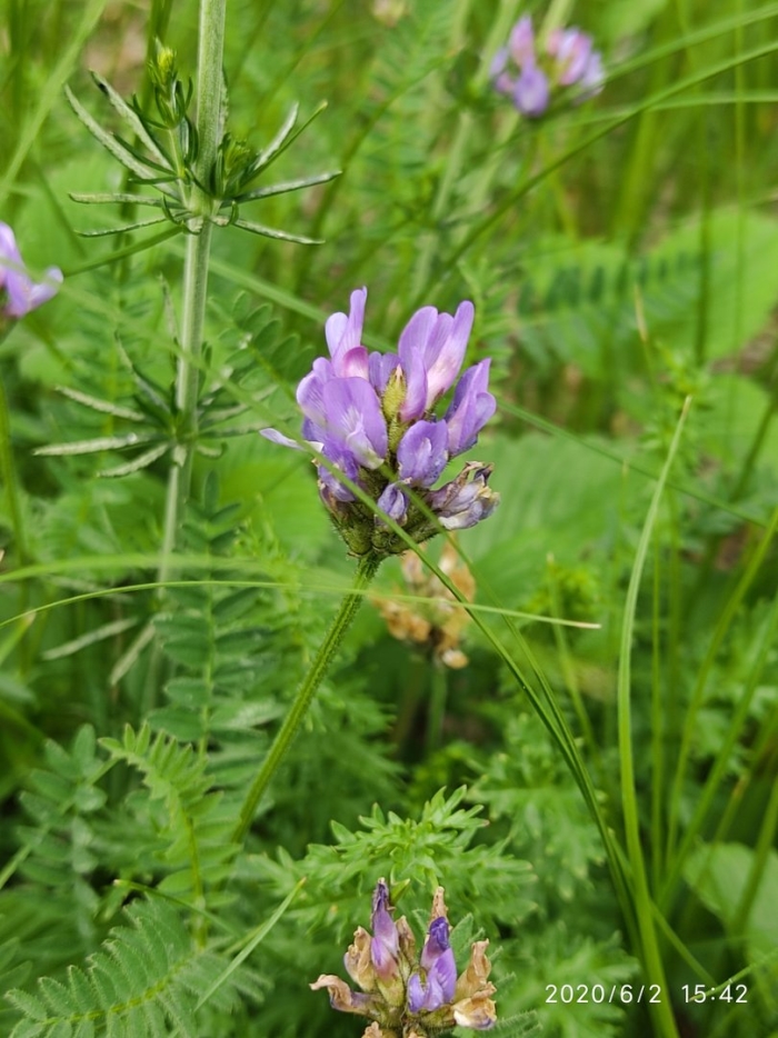 Цветок урала