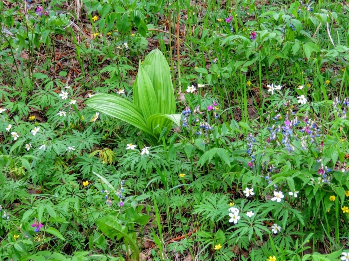 Veratrum lobelianum