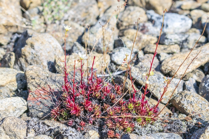 Saxifraga spinulosa