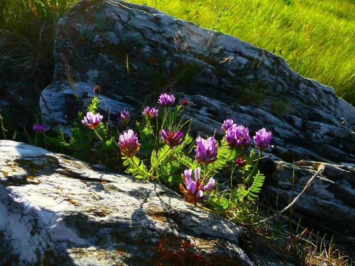 Эндемики алтая