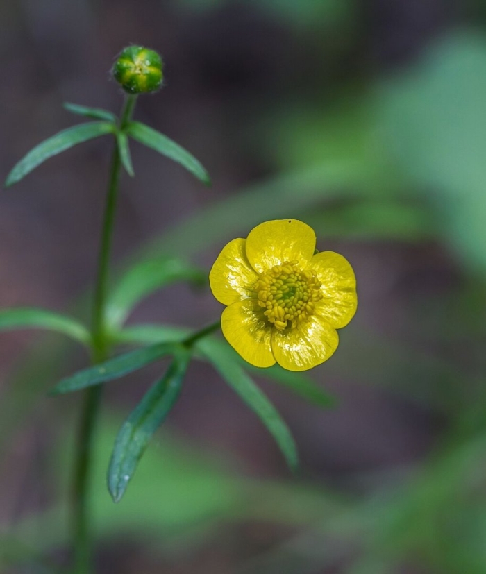 Ranunculus auricomus