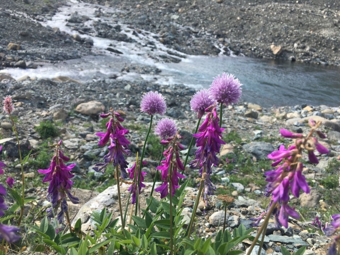 Копеечник альпийский