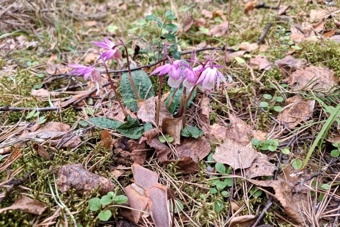 Калипсо луковичная