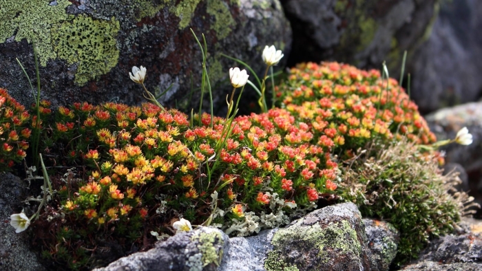 Камнеломка трехвильчатая