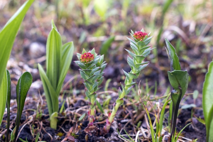 Растительность полярного урала