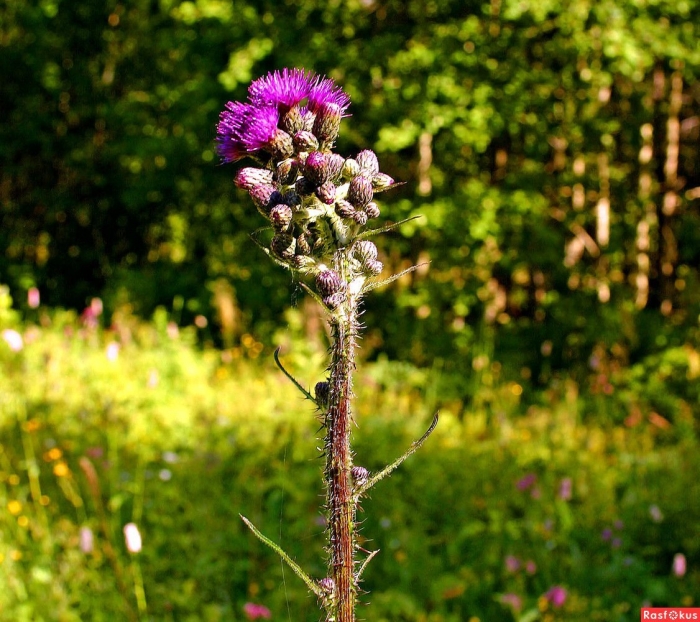 Медоносы южного урала