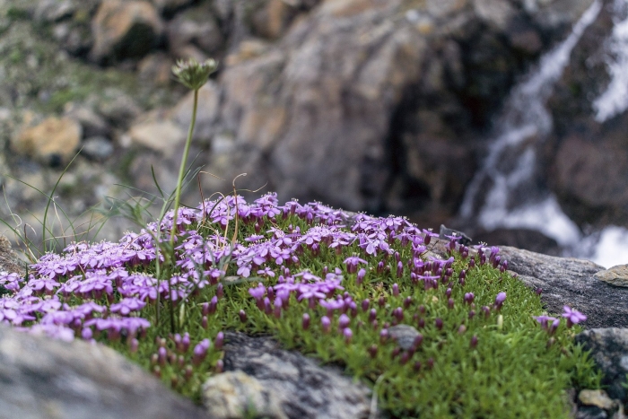 Смолевка бесстебельная альпийская