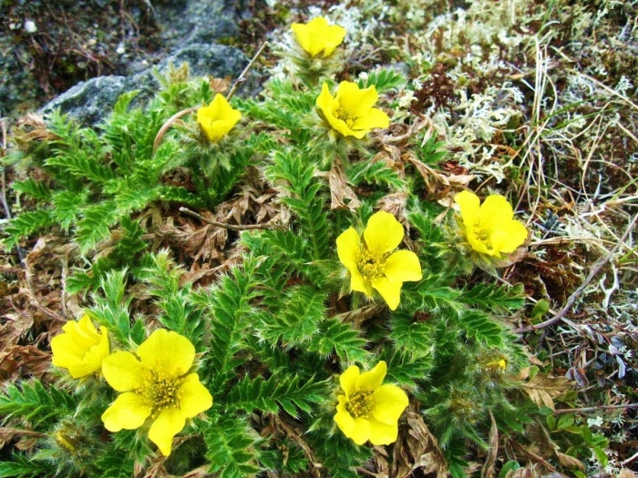 Лапчатка гусиная potentilla anserina