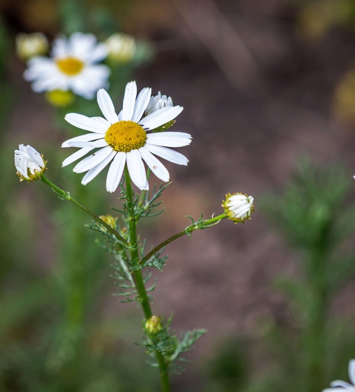 Matricaria chamomilla