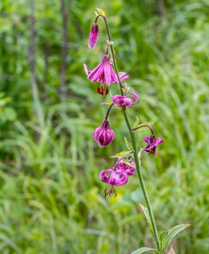 Лилия кудреватая саранка