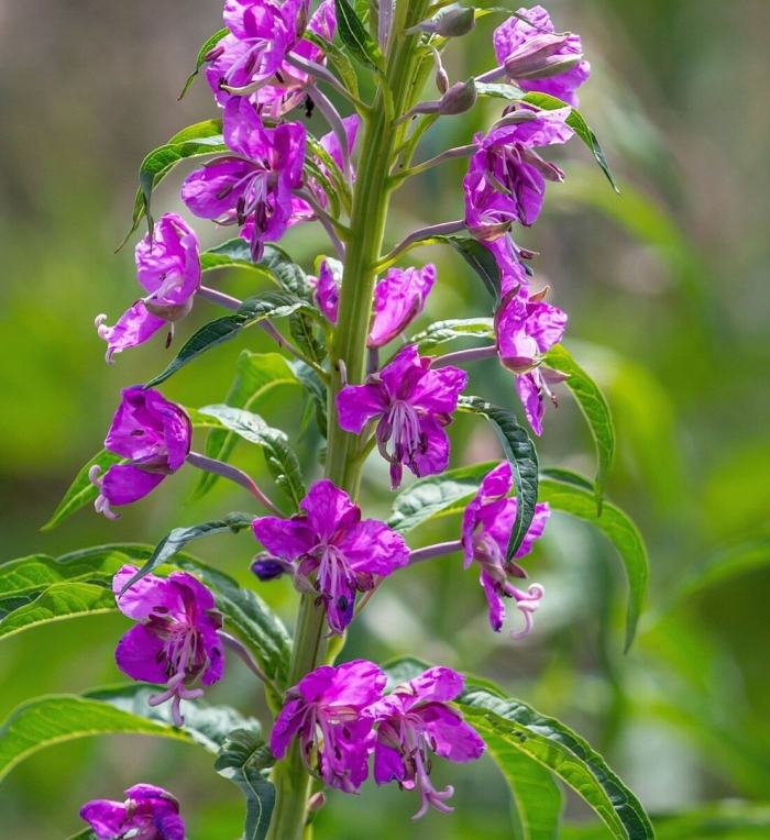 Кипрей иван чай