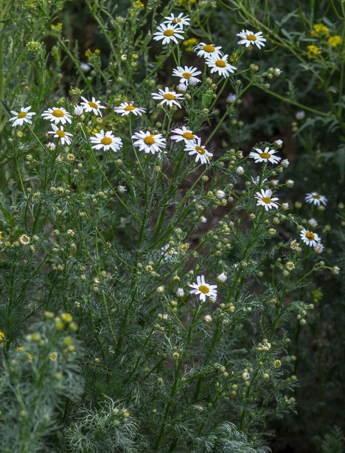Ромашка аптечная matricaria chamomilla