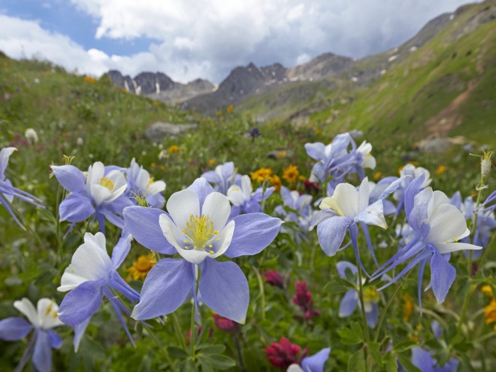 Colorado blue columbine