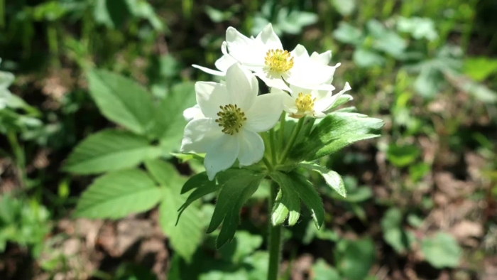 Анемонаструм пермский (ветреница пермская)