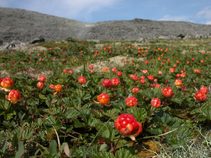 Морошка в тундре