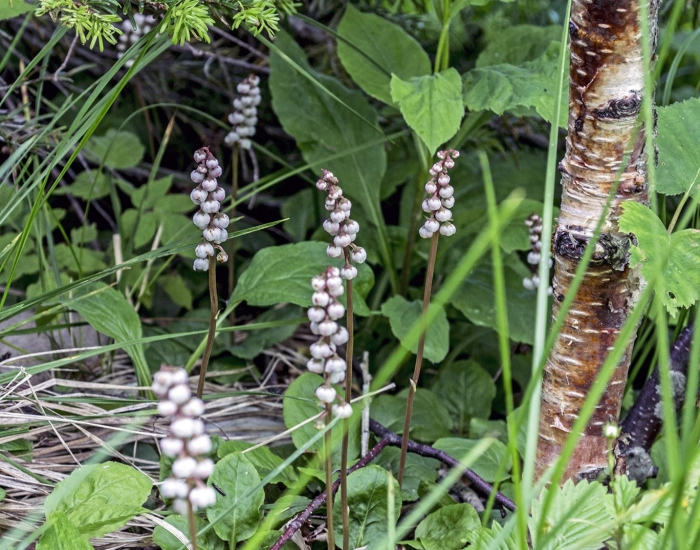 Грушанка малая