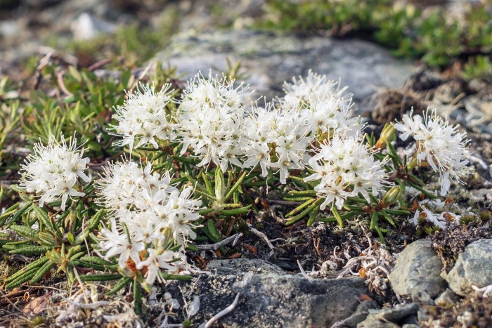 Растения полярного урала