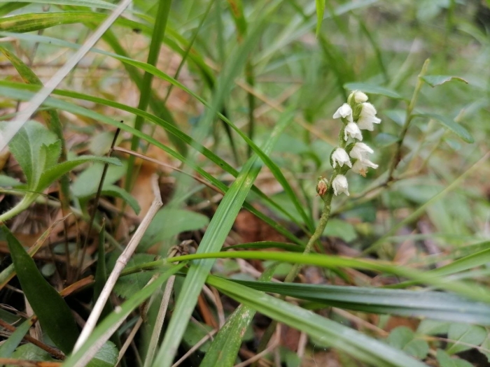 Эпигея ползучая