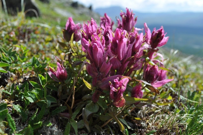 Кастиллея арктическая