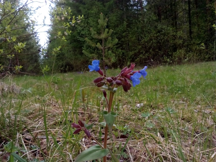 Медуница цветок