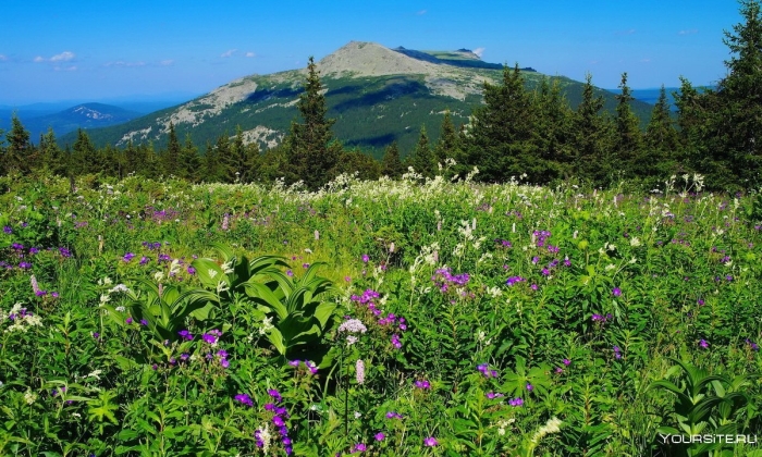 Таганай национальный парк флора