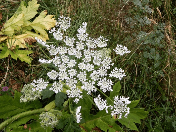 Heracleum mantegazzianum