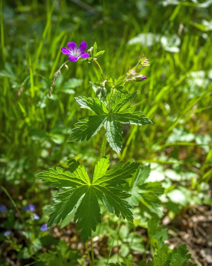 Герань лесная geranium sylvaticum