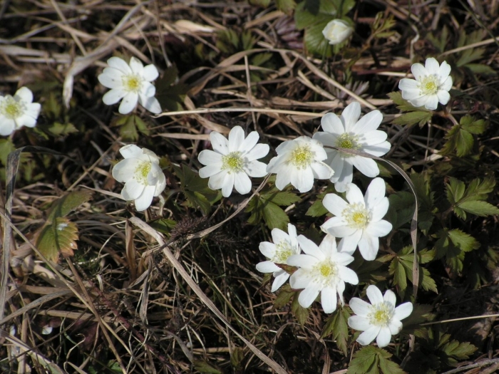Ветреница уральская и подснежник