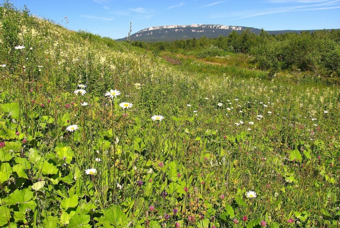 Национальный парк башкирия растения