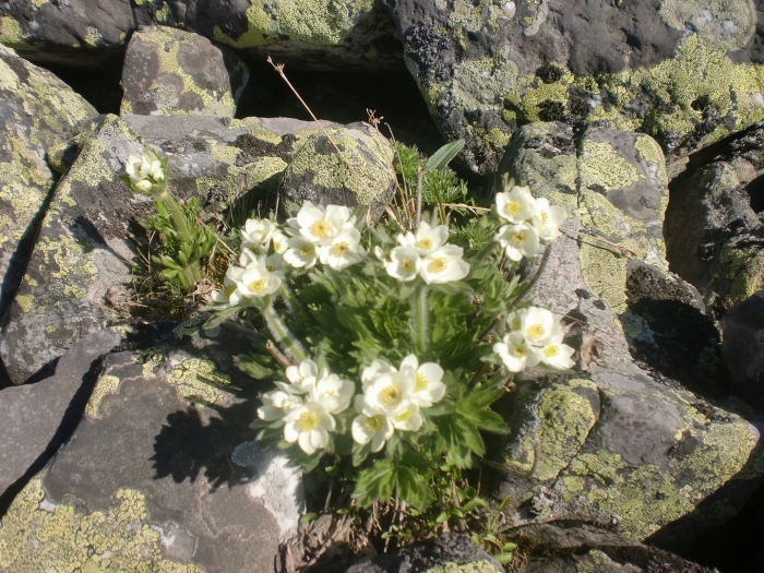 Горные растения южного урала