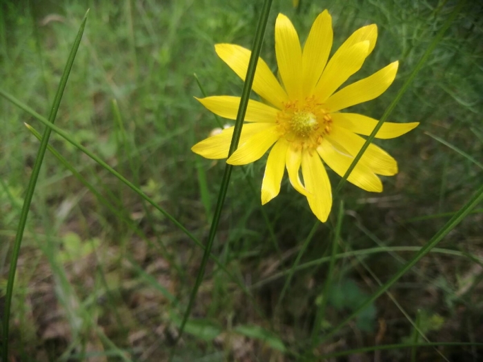 Adonis vernalis