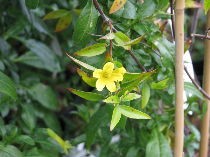 Gelsemium sempervirens