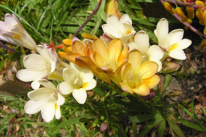 Фрезия (freesia)