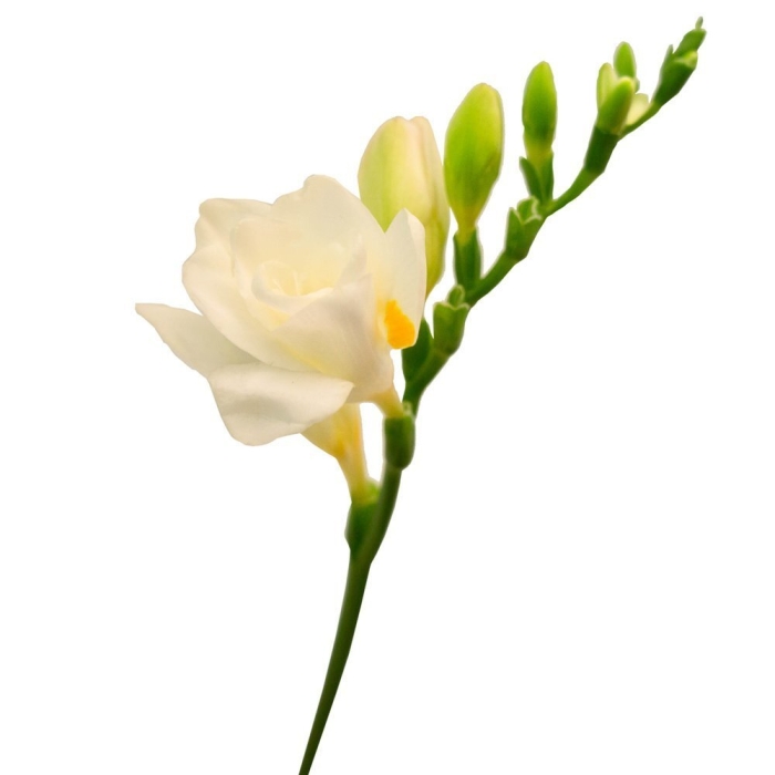 Фрезия на белом фоне