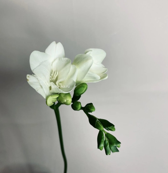 Капский ландыш фрезия